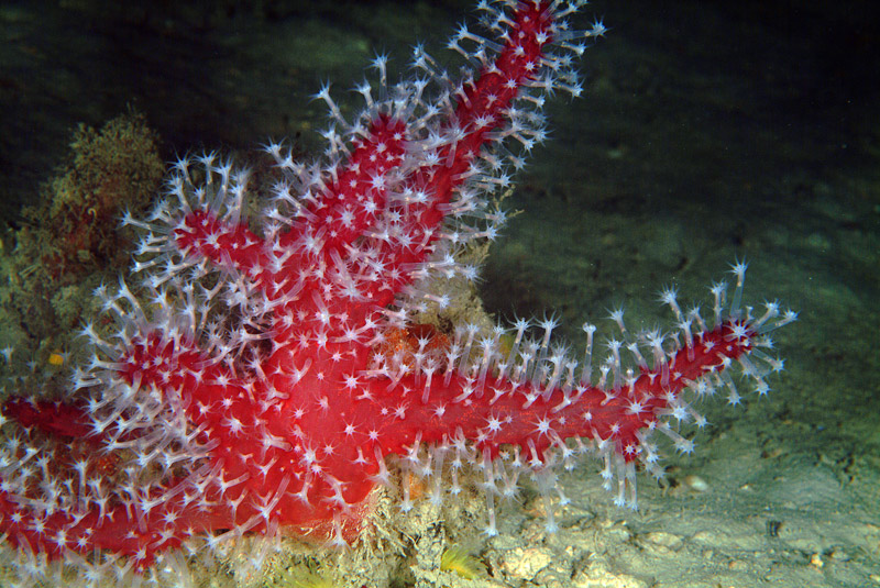 Alcyonium palmatum